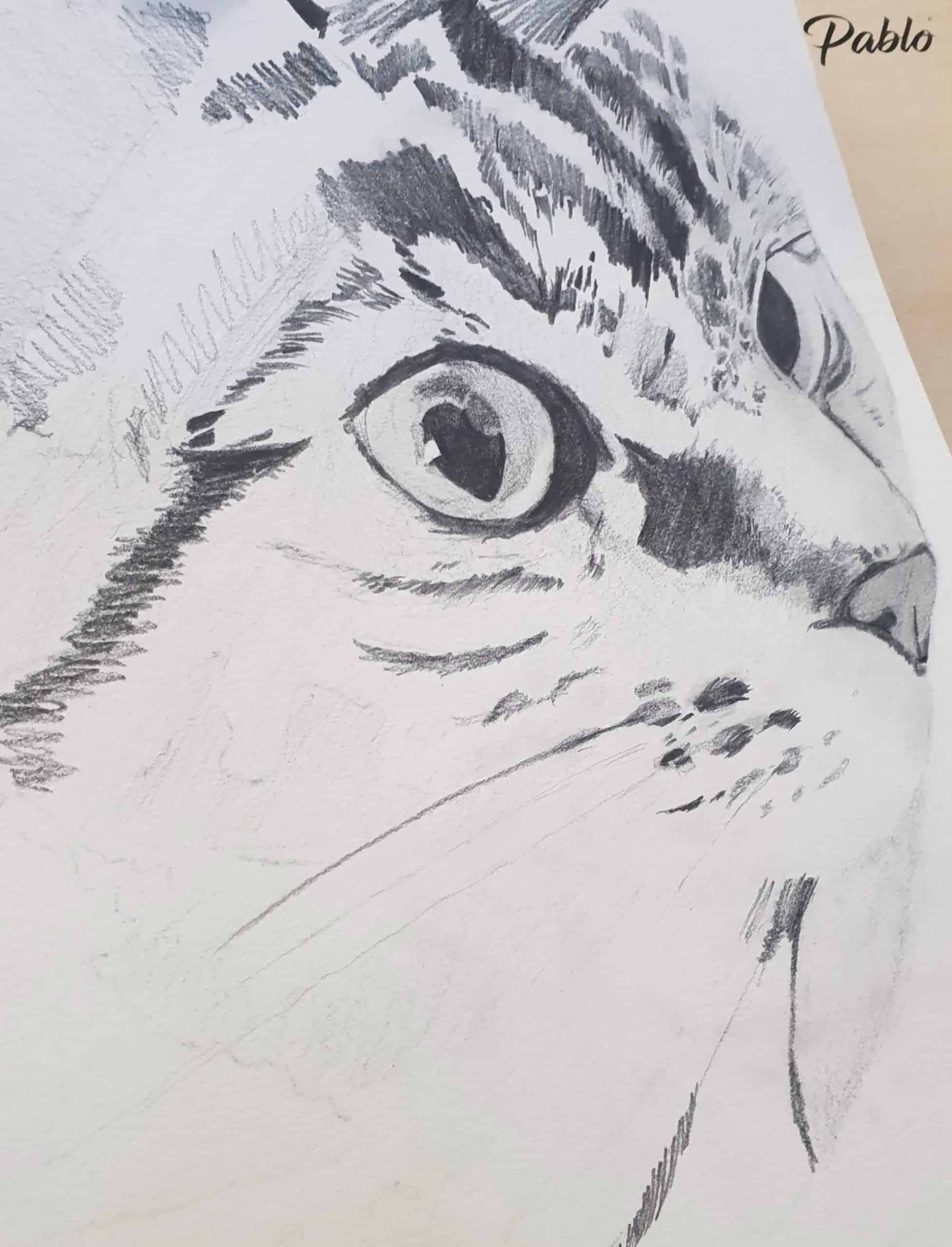 20190130 181121 scaled - Zieler Art Supplies cat drawing process