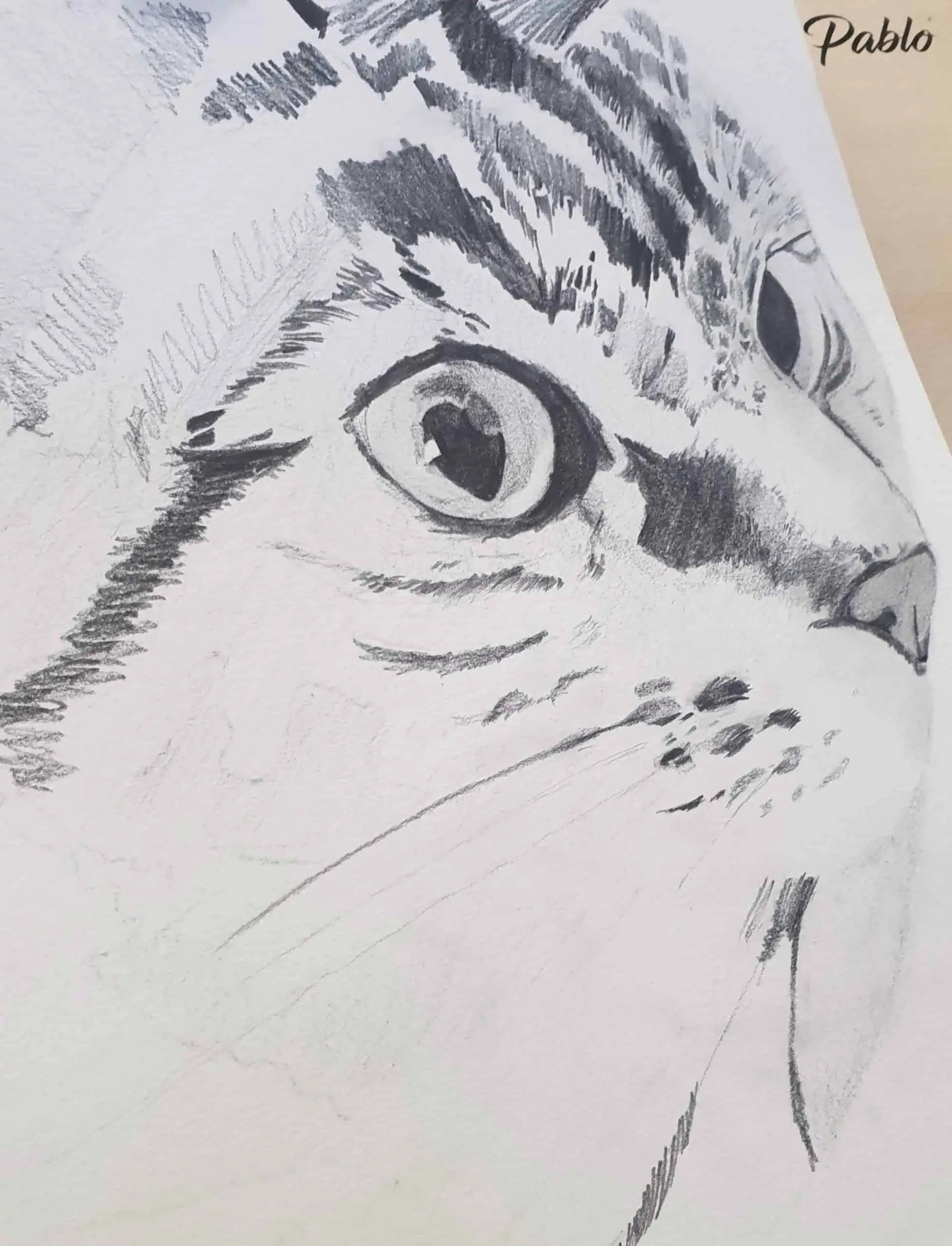 Cat Drawing Process