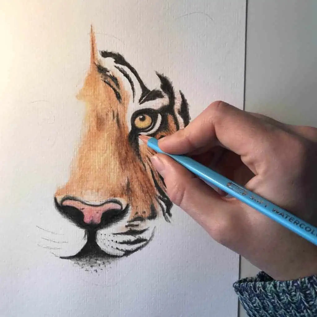Watercolour Pencils Tiger