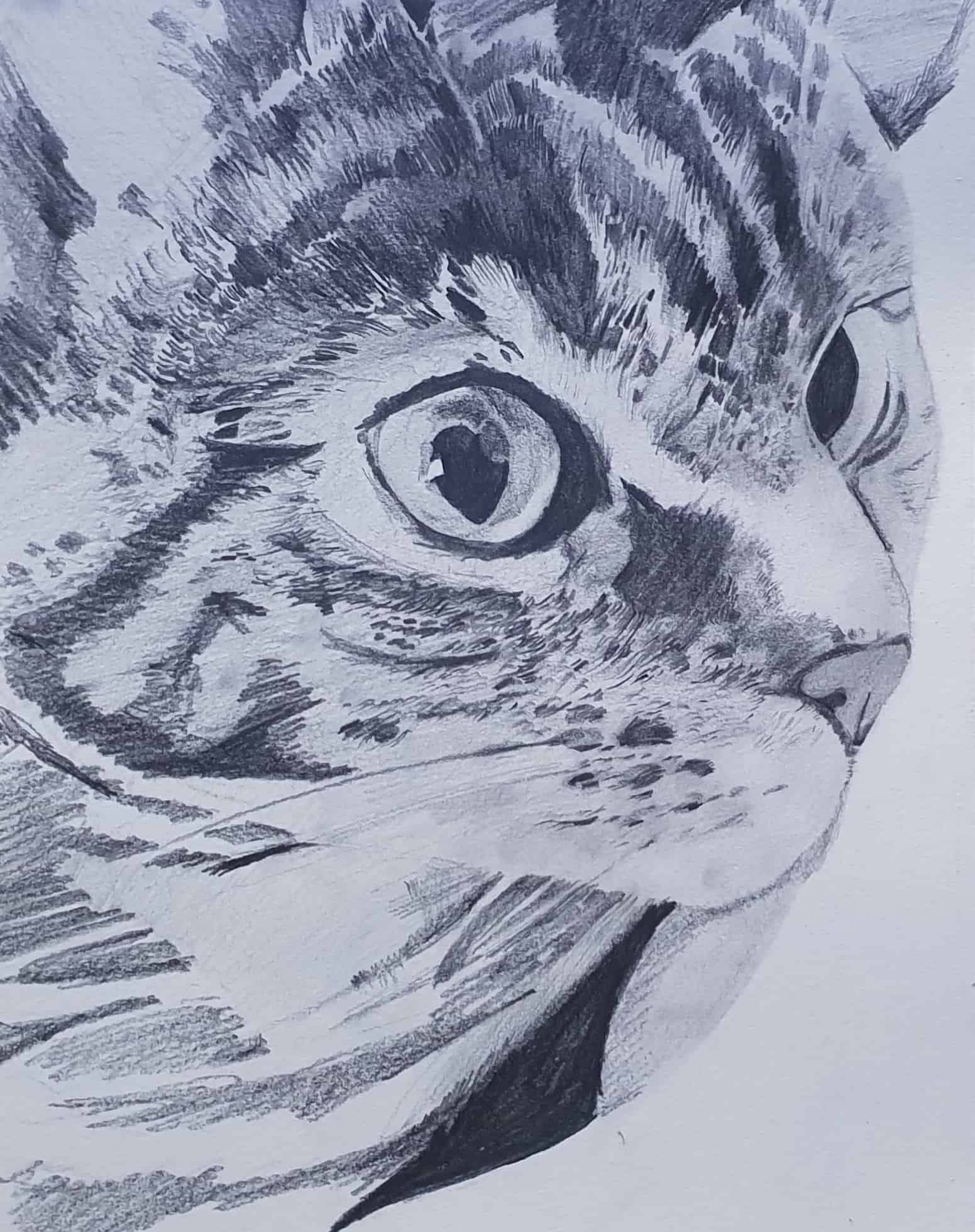 IMG 5973 - Zieler Art Supplies cat drawing